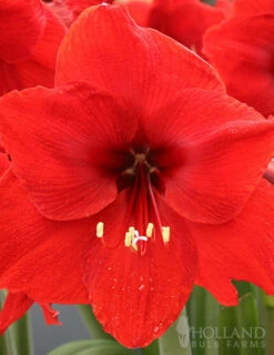 Menu Giant Red Lion Amaryllis Kit