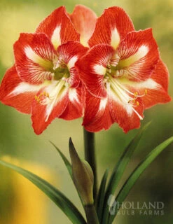 Menu Giant Minerva Amaryllis Kit -plant shop 92109 giant minerva amaryllis kit