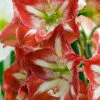 Menu Giant Minerva Amaryllis Kit -plant shop 92109 giant minerva amaryllis kit 3