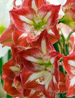 Menu Giant Minerva Amaryllis Kit