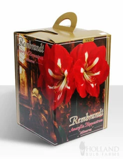 Menu Giant Minerva Amaryllis Kit -plant shop 92109 minerva amaryllis kit box