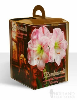 Menu Giant Charming Amaryllis Kit -plant shop 92110 charming rembrandt