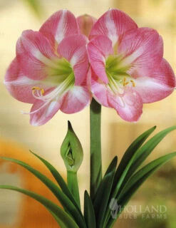 Menu Giant Charming Amaryllis Kit