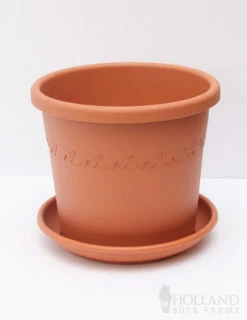 Menu Giant Charming Amaryllis Kit -plant shop 92110 pot