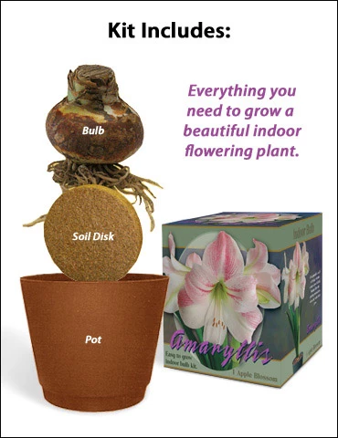 Menu Apple Blossom Amaryllis Giftbox Kit 6 Menu Apple Blossom Amaryllis Giftbox Kit - Image 4