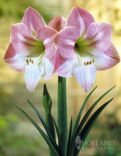 Menu Apple Blossom Amaryllis Giftbox Kit 8 Menu Apple Blossom Amaryllis Giftbox Kit -plant shop 92111 apple blossom amaryllis