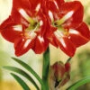Menu Star Of Holland Amaryllis Giftbox Kit 1 Menu Star Of Holland Amaryllis Giftbox Kit -plant shop 92115 star of holland giftbox kit