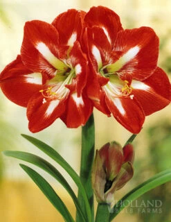 Menu Star Of Holland Amaryllis Giftbox Kit