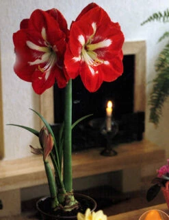 Menu Star Of Holland Amaryllis Giftbox Kit -plant shop 92115 star of holland giftbox kit 3