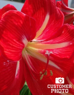 Menu Star Of Holland Amaryllis Giftbox Kit -plant shop 92115 star of holland giftbox kit 4