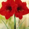 Menu Red Lion Amaryllis Giftbox Kit 2 Menu Red Lion Amaryllis Giftbox Kit -plant shop 92117 red lion amaryllis