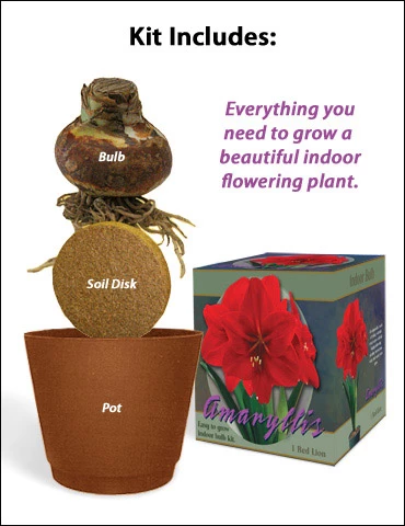 Menu Red Lion Amaryllis Giftbox Kit 4 Menu Red Lion Amaryllis Giftbox Kit - Image 2