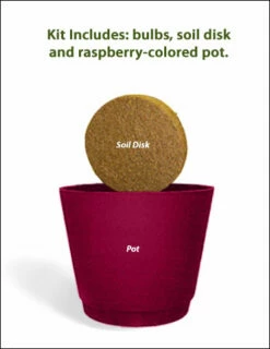 Menu Ziva Paperwhites Gift Box Kit -plant shop 92132 ziva paperwhites gift box kit 3