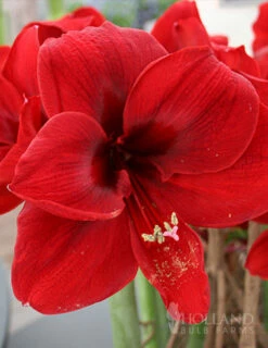 Menu Peppermint Amaryllis Collection -plant shop 92148 grand diva amaryllis 1