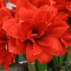 Menu Celica Amaryllis 1 Menu Celica Amaryllis -plant shop 92149 celica amaryllis
