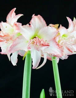 Menu Peppermint Amaryllis Collection -plant shop 92153 double record amaryllis 1