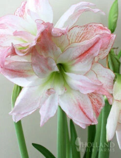 Menu Double Record Amaryllis
