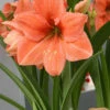 Menu Rilona Amaryllis -plant shop 92155 rilona amaryllis 1