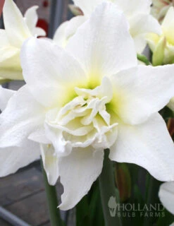 Menu Exquisite Amaryllis Collection -plant shop 92156 marilyn amaryllis