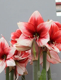 Menu Charisma Amaryllis