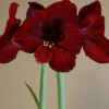 Menu Queen Of Night Amaryllis 1 Menu Queen Of Night Amaryllis -plant shop 92163 queen of night amaryllis