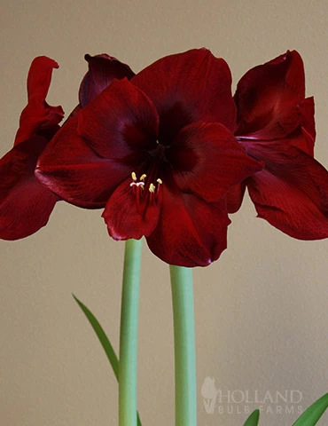 Menu Queen Of Night Amaryllis 3 Menu Queen Of Night Amaryllis