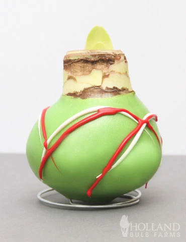 Menu Green Picasso Base Waxed Amaryllis 4 Menu Green Picasso Base Waxed Amaryllis - Image 2