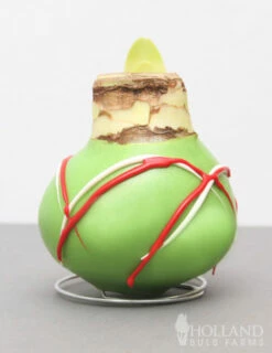 Menu Holiday Waxed Amaryllis Collection (3-Pack) -plant shop 92164 picasso wax base dipped in house