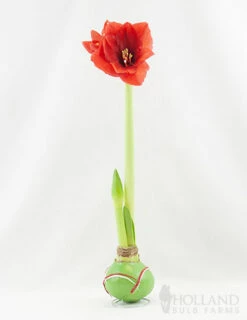 Menu Holiday Waxed Amaryllis Collection (3-Pack) -plant shop 92164 picasso wax base dipped in house with amaryllis 2