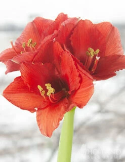 Menu Holiday Waxed Amaryllis Collection (3-Pack) -plant shop 92164 picasso wax base dipped in house with amaryllis 4