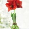 Menu Green Picasso Base Waxed Amaryllis -plant shop 92164 picasso wax base dipped in house with amaryllis 6 1