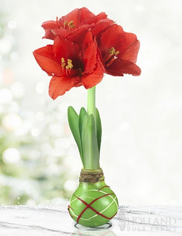 Menu Green Picasso Base Waxed Amaryllis 3 Menu Green Picasso Base Waxed Amaryllis