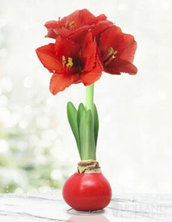 Menu Holiday Waxed Amaryllis Collection (3-Pack) -plant shop 92165 red wax base dipped in house 2 2
