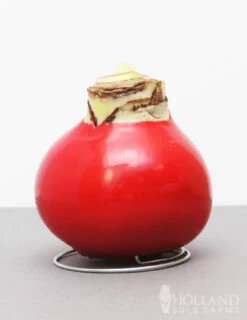 Menu Holiday Waxed Amaryllis Collection (3-Pack) -plant shop 92165 red wax base dipped in house 3