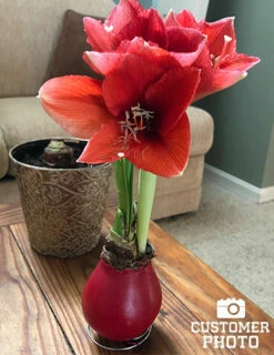 Menu Happiness Waxed Amaryllis -plant shop 92165 red wax base dipped in house 6