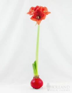 Menu Holiday Waxed Amaryllis Collection (3-Pack) -plant shop 92165 red wax base dipped in house with amaryllis 2 2