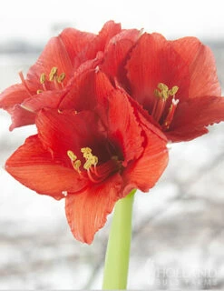 Menu Red Waxed Amaryllis Collection (3-Pack) -plant shop 92165 red wax base dipped in house with amaryllis 4 1
