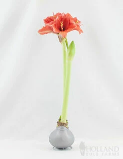 Menu Holiday Waxed Amaryllis Collection (3-Pack) -plant shop 92166 silver wax amaryllis 2 1