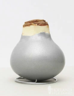 plant shop -plant shop 92166 silver wax amaryllis