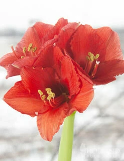 Menu Holiday Waxed Amaryllis Collection (3-Pack) -plant shop 92166 silver wax amaryllis 4 1
