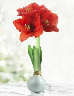 Menu Holiday Waxed Amaryllis Collection (3-Pack) -plant shop 92166 silver wax amaryllis 6 1