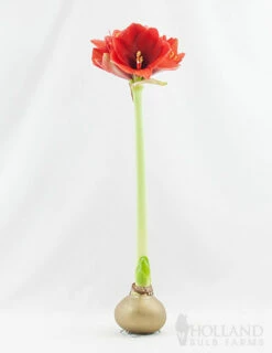 Menu Magic Waxed Amaryllis -plant shop 92167 gold wax amaryllis 2