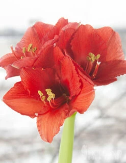 Menu Magic Waxed Amaryllis -plant shop 92167 gold wax amaryllis 4