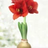 Menu Magic Waxed Amaryllis 1 Menu Magic Waxed Amaryllis -plant shop 92167 gold wax amaryllis 6