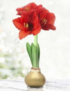 Menu Magic Waxed Amaryllis