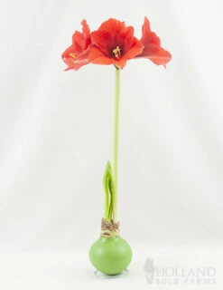 Menu Hope Waxed Amaryllis -plant shop 92168 green wax amaryllis 2