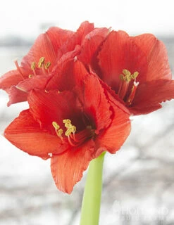 Menu Hope Waxed Amaryllis -plant shop 92168 green wax amaryllis 4