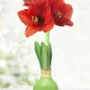 Menu Hope Waxed Amaryllis -plant shop 92168 green wax amaryllis 6