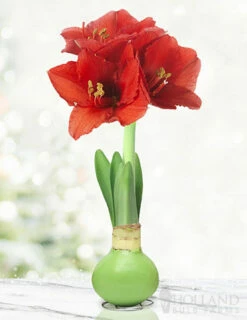 Menu Hope Waxed Amaryllis