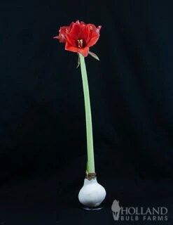 Menu Miracle Waxed Amaryllis 8 Menu Miracle Waxed Amaryllis -plant shop 92169 white wax amaryllis 2